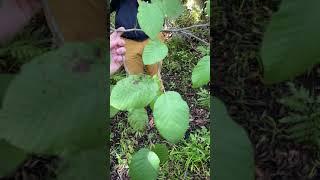 Alnus incana (Betulaceae) speckled alder