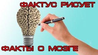 Фактус рисует -ФАКТЫ О МОЗГЕ!!!