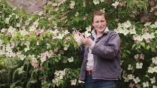 Cornus 'Norman Hadden' | Plant of the Month
