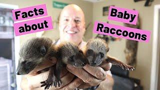 Cool facts about baby raccoons and baby raccoon sounds.