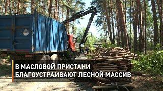 В Масловой Пристани благоустраивают лесной массив