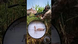 Duck (Teal) Hunting by PCP Air Rifle