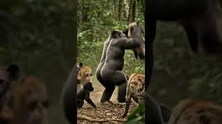 Don't Mess with a Mama Gorilla! Hyena Gets instant Karma!