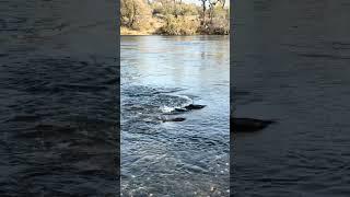 Current Salmon population in American River, Sacramento,CA December 7th #salmon#fish #americanriver