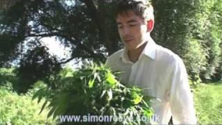 Marijuana growing wild by the roadside