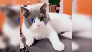 Baby Cat Cute and Funny Cat Videos Animals