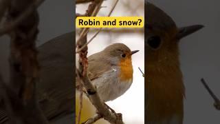 Have you seen a robin in the snow? | Film Studio Aves #nature #wildlife #birds