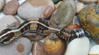 African Fat Tail Geckos. AFT. Gecko africano de cola gorda.