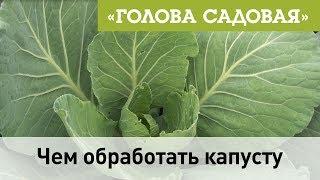 Голова садовая - Чем обработать капусту