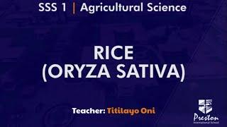 Rice (Oryza Sativa) - SSS1 Agric