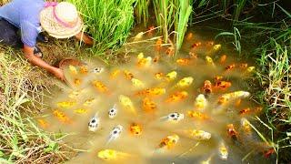 wow amazing! found and catch a lots beautiful fish in rice field, nice japan koi fish in field