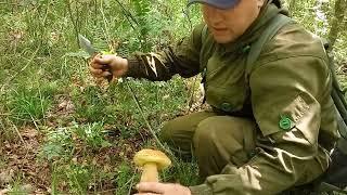 Шокирующий сбор белых грибов!лучше бы сидел дома Бобруйский р-н Могилевская обл Беларусь!
