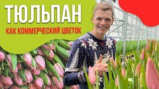 Бизнес на тюльпанах. Тюльпан как коммерческий цветок.