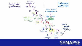 USMLE Step 1 - Вторичный гемостаз