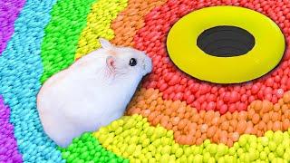  Hamster Cute pets Maze Colorful Maze with Rainbow  #hamsterescape #mazewithtraps