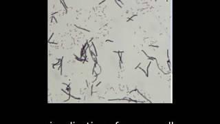 Staining technique in microbiology: Simple staining