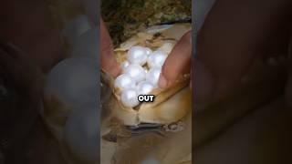 How Oysters Are Tricked Into Making Pearls 
