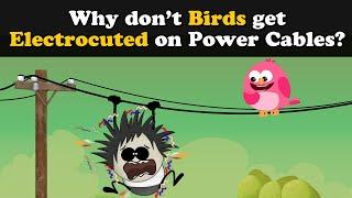 Why don't Birds get Electrocuted on Power Cables? + more videos | #aumsum #kids #education #children