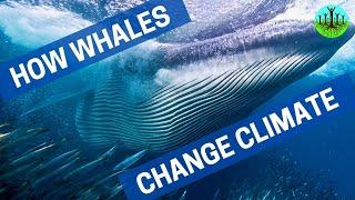 How Whales Change Climate