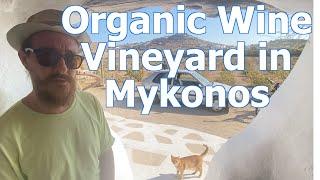 The Wine Vineyards of Vioma Organic Farm in Mykonos, Greece