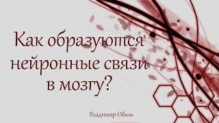 Как образуются нейронные связи в мозгу? Владимир Обаль