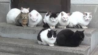 The cat gang