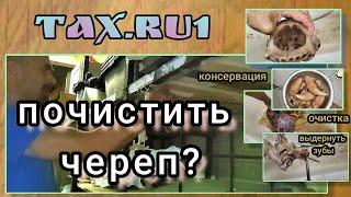 как выварить череп медведя ? таксидермия для начинающих