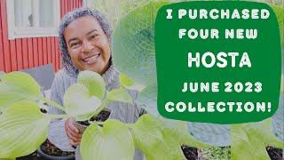 I Purchased Four New Hosta Plants + My Whole Hosta Collection June 2023!