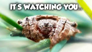 5 BIZARRE Spiders You Won't Believe Exist