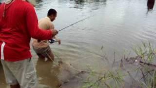 toman fishing6