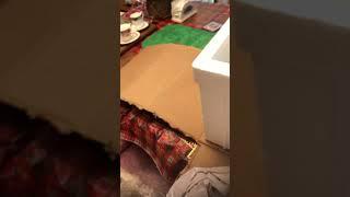 My Massive Goldfish Unboxing from Coast Gem USA 2