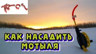 Как насадить мотыля на зимней рыбалке.