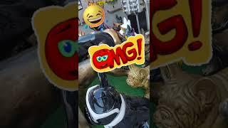 what the hell are you doing//omg // wtf dirty dog #foolish #dirtydog #snifferdogs #like #subscribe