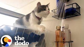 Cat Jumps In Every Shower Her Mom Takes | The Dodo