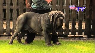 Mastino Napoletano: Informationen zur Rasse