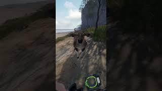 She should have answered me...  | theHunter: Call of the Wild