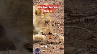 lion loves cute deer baby #wildlife #lion #animals #wildanimals #animalworld #shortsfeed