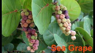 Sea Grape !!! A Beautiful Ornamental Plant at Agri Aqua Bd, Bangladesh.