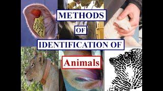 Methods of identification of ANIMALS | Veterinary first year