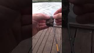 А каким пользуетесь вы? #карась #fishing #рыбалка #fishingequipment #макушатник