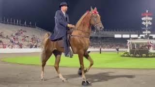 "Big Lick" Three Year Old Stallions (Trainer BOYZ Up) - TN Walking Horse Celebration - Aug. 26, 2022