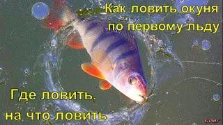 Как ловить окуня по первому льду . Где ловить, на что ловить .