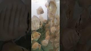 Discus fish eat culex.