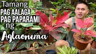 TAMANG PAG AALAGA AT PAG PAPARAMI NG MGA AGLAONEMA | CHINESE EVERGREEN | AGLAONEMA CARETIPS