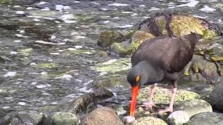 Black Oystercatcher #1