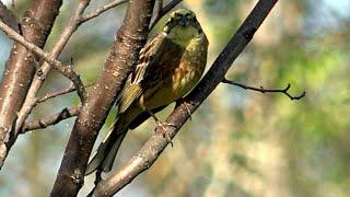 Обыкновенная овсянка поёт Emberiza citrinella / лучшие вокалисты голоса птиц в природе