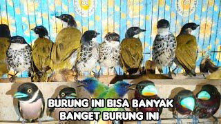 TERNYATA DI SINI GUDANG NYA SAMPE BANYAK BANGET