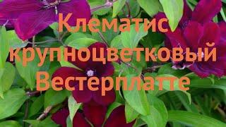 Клематис крупноцветковый Вестерплатте (clematis)  обзор: как сажать, саженцы клематиса Вестерплатте