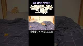 로또 남매 눈물겨운 상봉..그이후 #cat #cute #funny