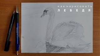 как нарисовать лебедя легко как нарисовать птицу карандашом юрий синчуков how to draw a swan easy